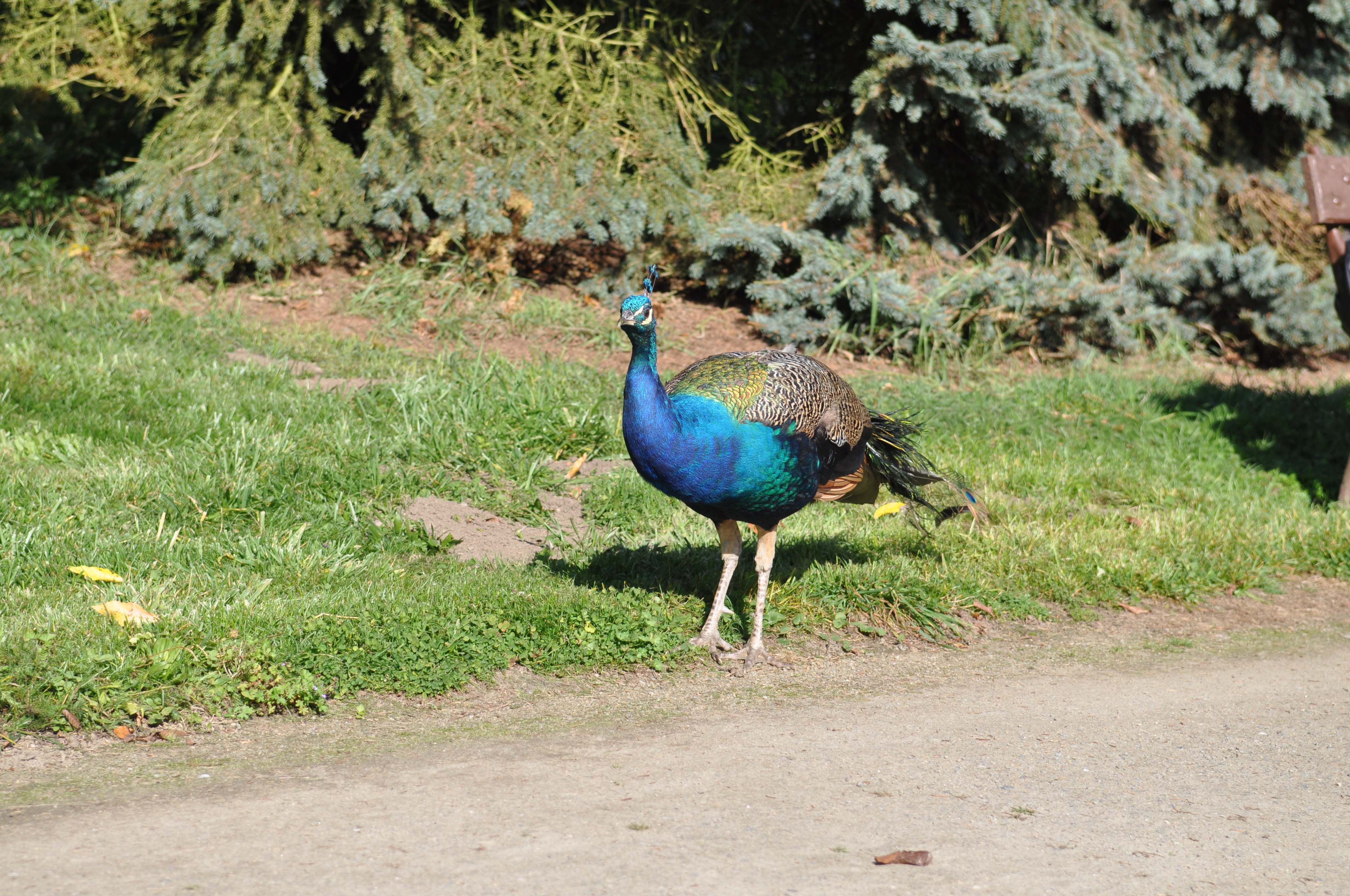DSC_0287