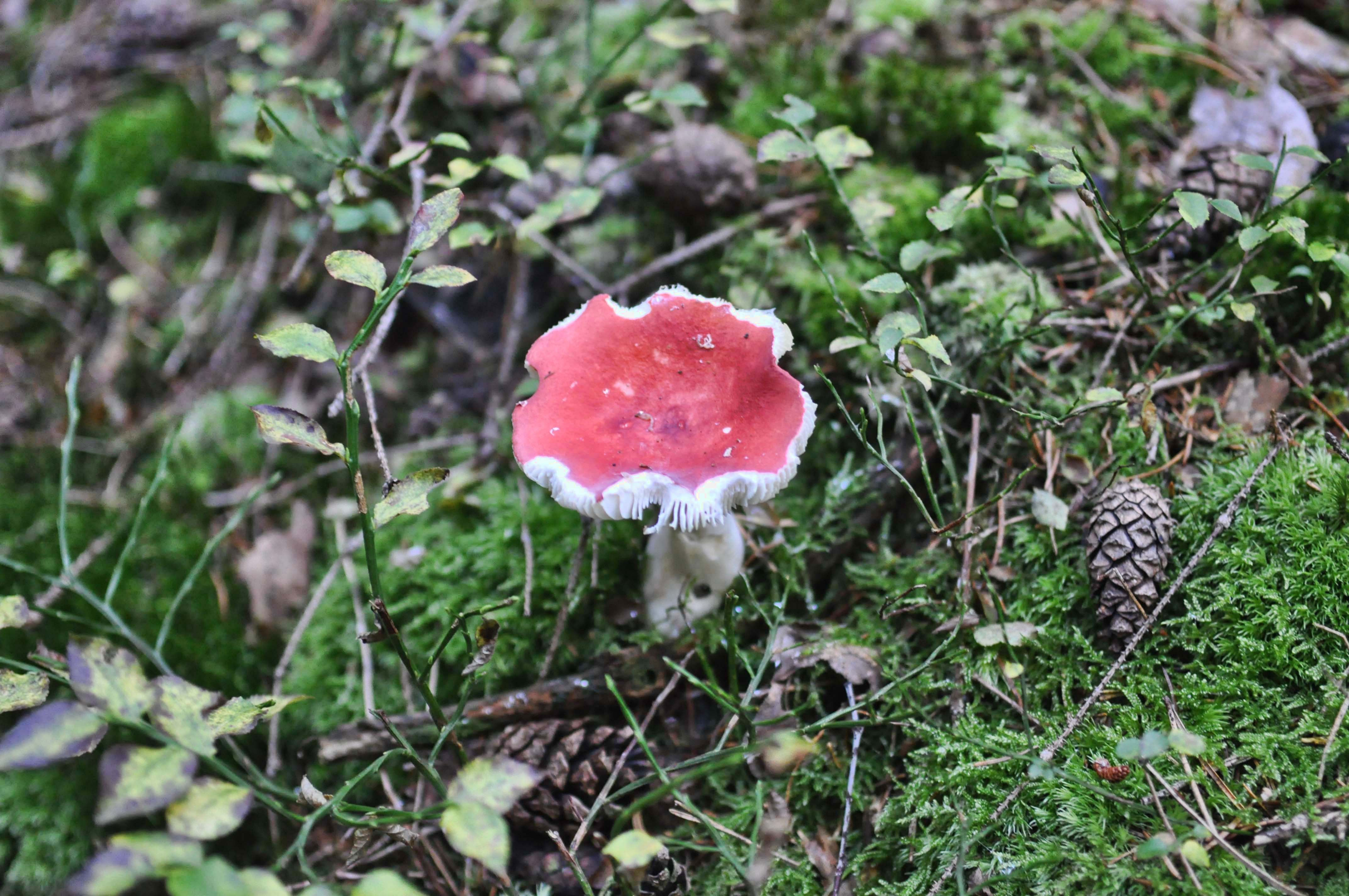 DSC_0483